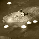 カピバラ写真集：伊豆シャボテン公園、カピバラのいい湯だなゆず湯編2008年12月
