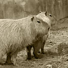 カピバラ写真集：上野動物園2009年7月：バク騒動